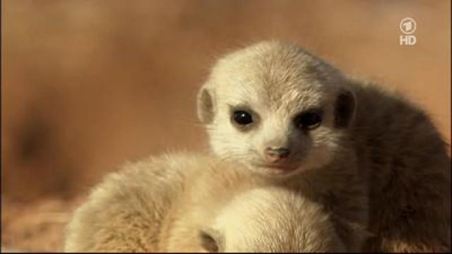 Erdmännchen - Ein unschlagbares Team