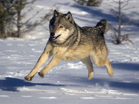 Yellowstone - Wildnis aus Feuer und Eis