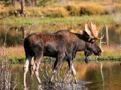 Yellowstone - Zeit der Bären und Wölfe
