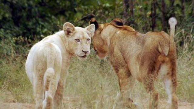 Weiße Löwen – Afrikas seltene Jäger