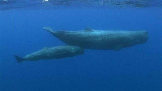 Karibik (4): Wale und Vulkane