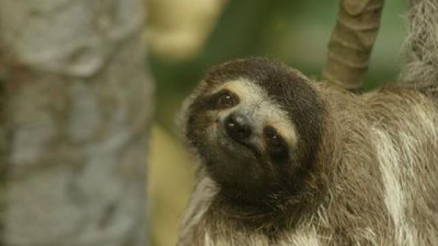 Karibik (5): Die Rückkehr der Blumentiere