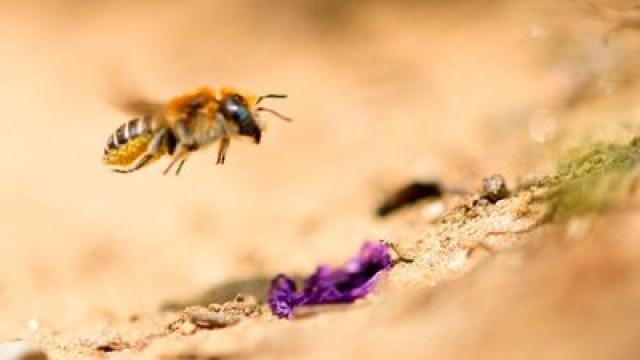 Biene Majas wilde Schwestern