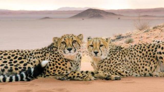 Raubkatzen (1): Tödliche Eleganz