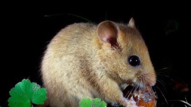 Kleiner Langschläfer hellwach - Die Haselmaus