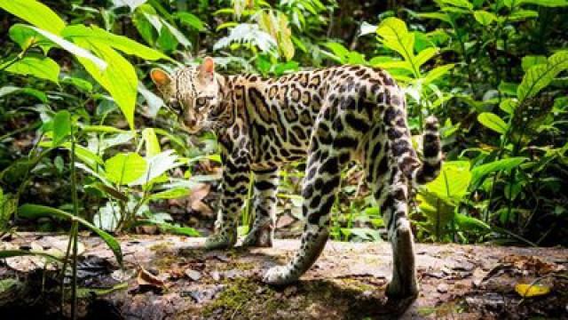 Raubkatzen (2): Heimliche Jäger