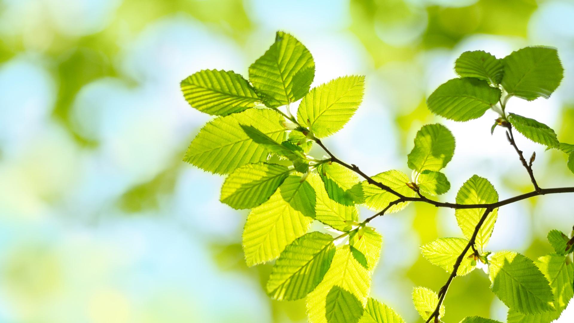 Springwatch