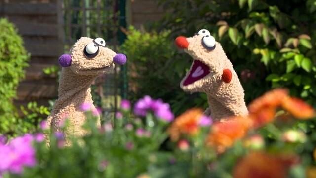 Der wolkenverschiebende Wetterfrosch