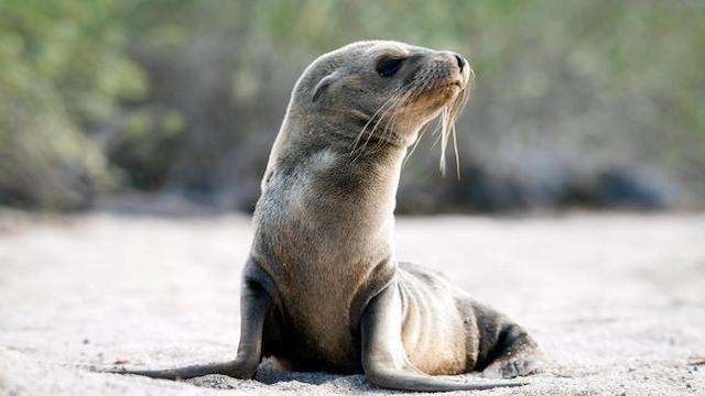 Galapagos (2): Zwischen Himmel und Hölle