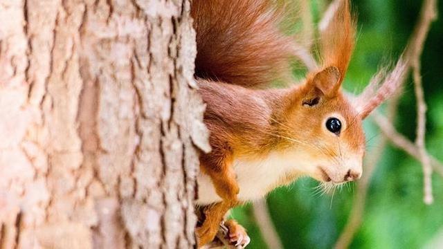 Die verrückte Welt der Hörnchen