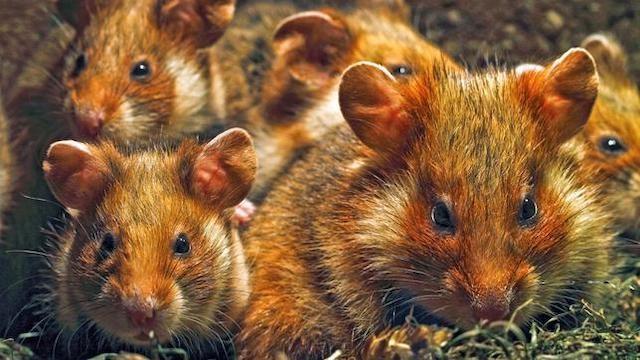 Niedersachsens kleine Helden - Hamster und Hasen