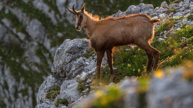 Ötscher - Im Reich des sanften Riesen