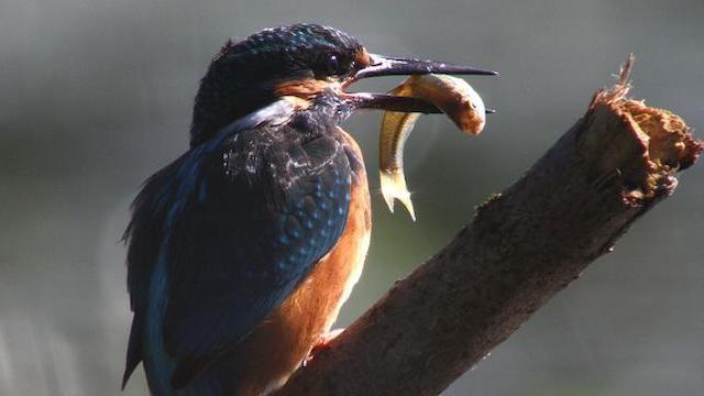 Die Donau (1) Von der Quelle bis Linz