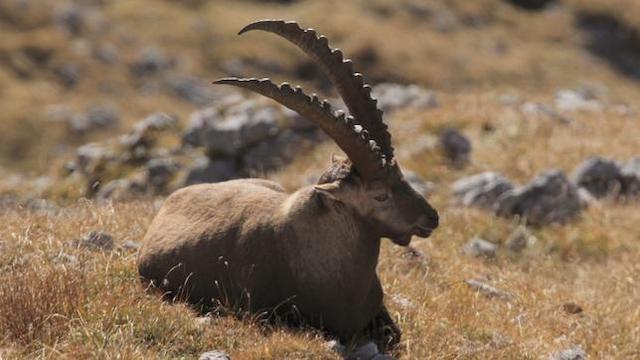 Wildes Deutschland (4) Die Berchtesgadener Alpen