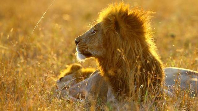 Löwen (1) Das wahre Leben der Raubkatzen