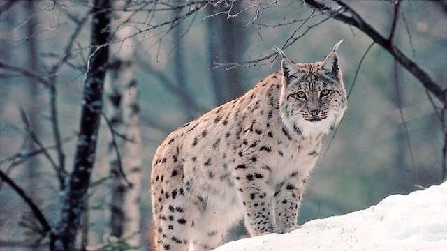 Geisterkatzen (1): Im Wald der Luchse