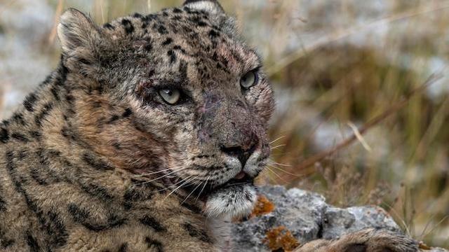 Geisterkatzen (3): Im Tal der Schneeleoparden