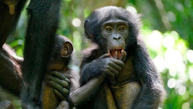Das verborgene Leben der Bonobos