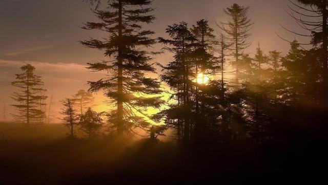 Wildes Deutschland: Der Harz - Im Walde der Luchse