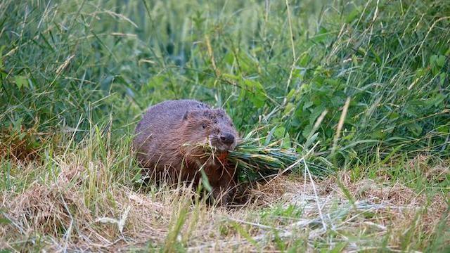 Wiener Wildnis - Die Rückkehr der Biber