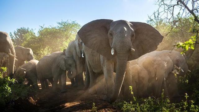 Wildes Südafrika (2): Zwischen Tropen und Savanne