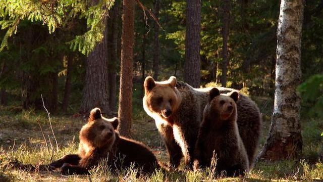 Wildes Baltikum (2) Wälder und Moore