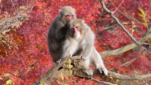 Überleben (5): Einen Partner finden