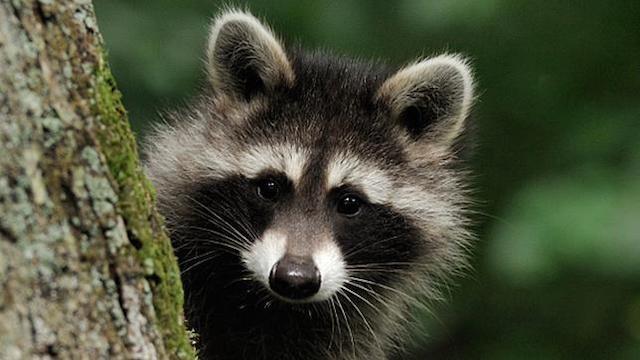 Invasion der kleinen Räuber