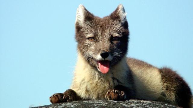 Polartag - Skandinaviens Wildnis im Sommer