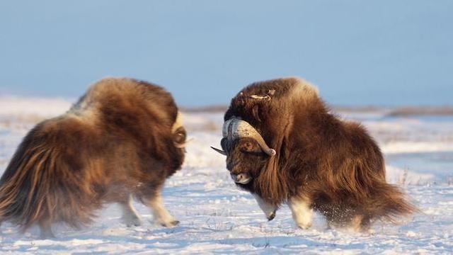 Naturwunder Nordalaska