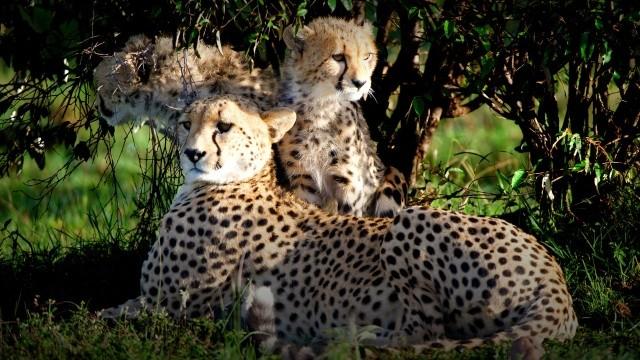 Ein Jahr auf unserer Erde – Frühling