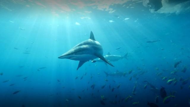 Ein Jahr auf unserer Erde – Sommer