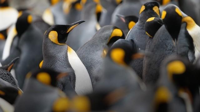 Ein Jahr auf unserer Erde - Winter