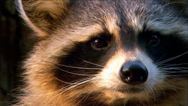 Waschbären – Einwanderer aus Wildwest