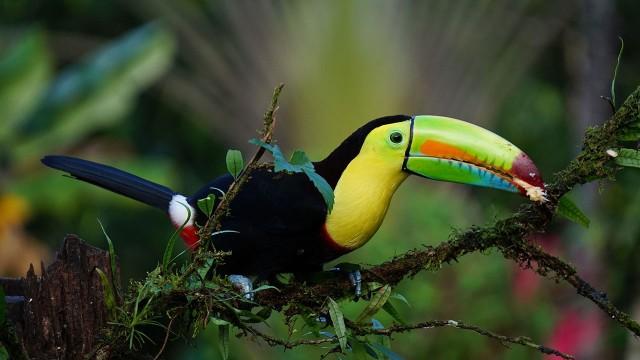 Central America