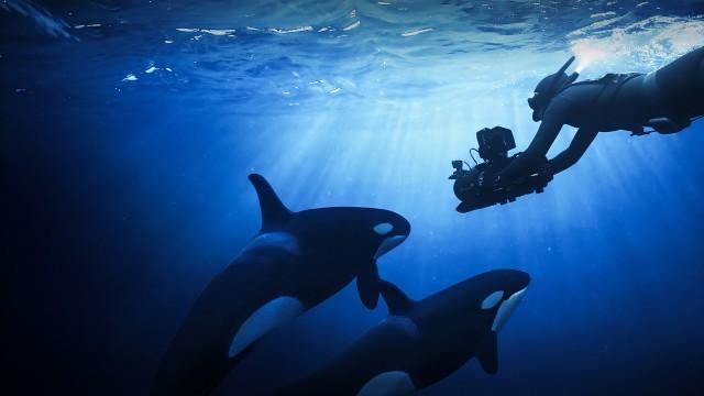 Orcas – Herrscher der Meere