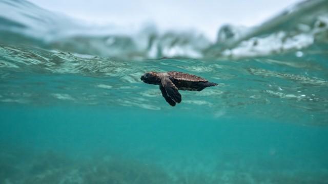 Wilde Trauminseln – Die Seychellen
