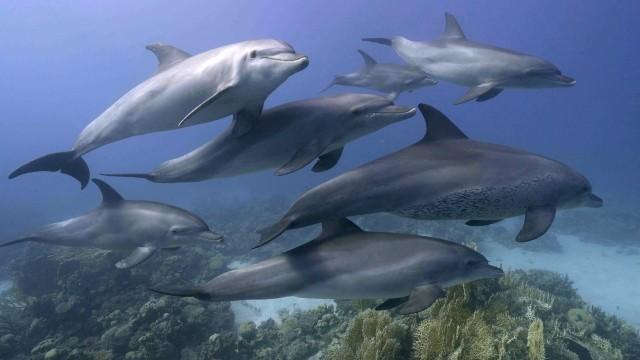 Die Geheimnisse der Delfine