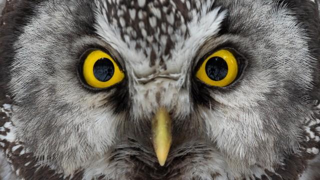 Die Nacht erwacht! – Über Leben im Wald