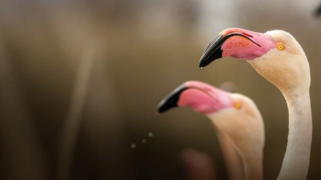 Magisches Frankreich – Von der Provence zu den Pyrenäen