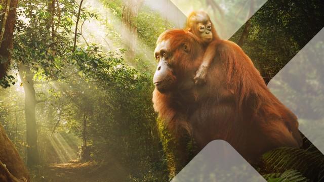 Asien (4) - Wilder Dschungel