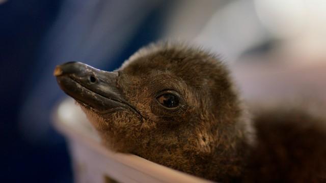 The Penguin Chick