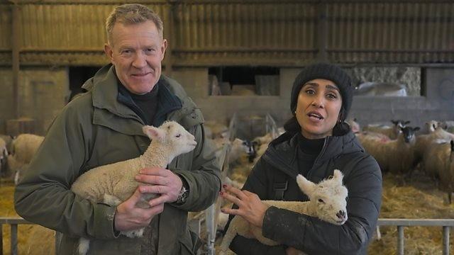 Lambing Special