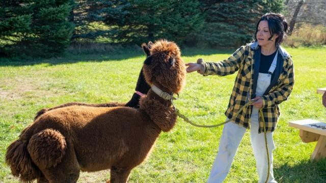 Alpaca Punch