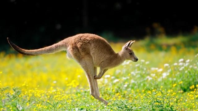 Australien (1): Im Reich der Riesenkängurus