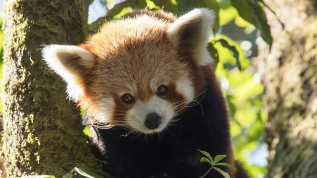 Der Kleine Panda – Verborgen im Himalaya