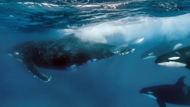 Auf Leben und Tod (6): Die Küste