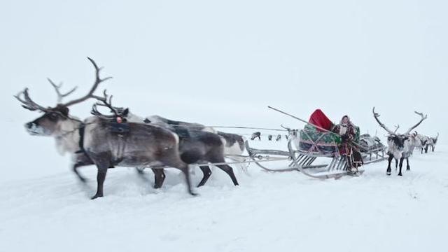 Rentiere auf dünnem Eis