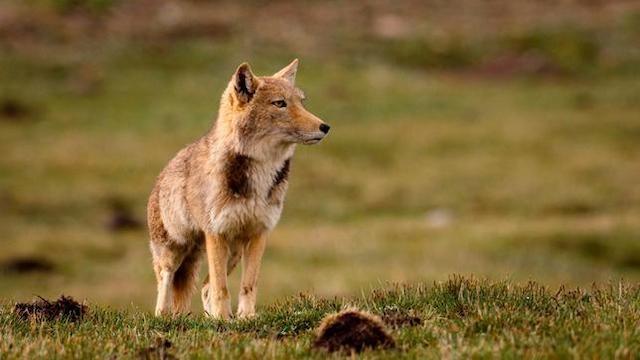 Wildes China (1): Reich der Berge