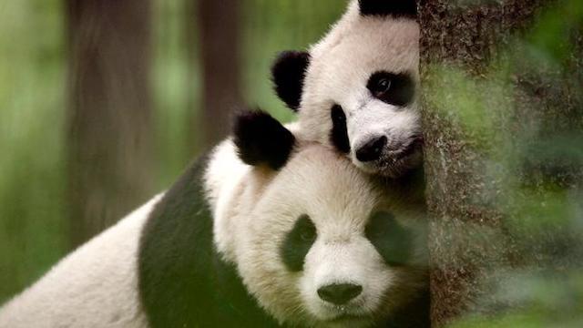 Wildes China (2): Reich der Pandas